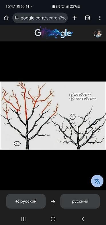 стрижка кустов цена: Услуга: профессиональная обрезка садовых деревьев и формировка кроны — 2