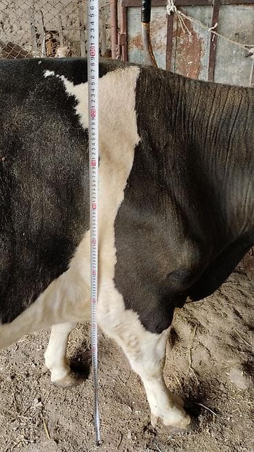голштинская корова: Продаю | Корова (самка) | Голштин | Для молока — 6