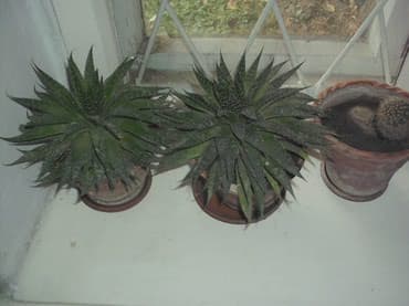 растения для аквариума: Продаю комнатные расстения,кактусы.фикус.денежное дерево,королевская — 4