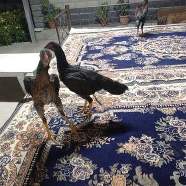 купить кролик декоративный: Молодые декоративные куры (пара) Описание: - Порода типа — 5