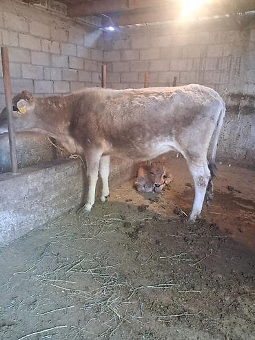 шивиц торпок: Продаю | Корова (самка) | Для разведения | После отела — 4