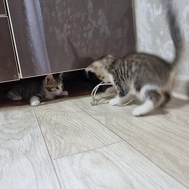 кошачья еда: Котята, полосатики и тигровые — домашние малыши - Порода: беспородные — 1