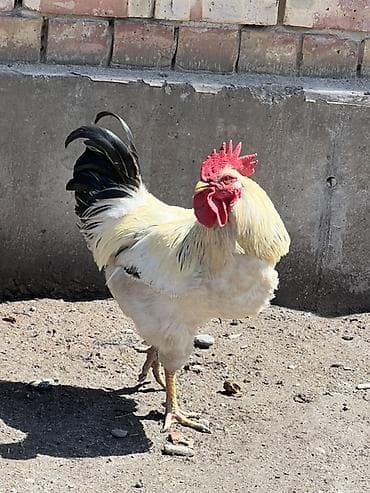 Үй жаныбарлары: Сатам | Тооктор — 1