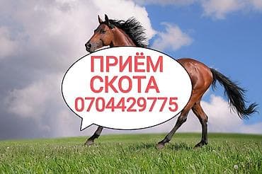 Колбасный цех, Частное лицо : Коровы, быки, Лошади, кони, | Откормленные, На откорм, Круглосуточно