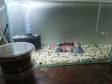 кажы сай: Аквариумный комплект для детей и взрослых в комплекте- 3 — 2