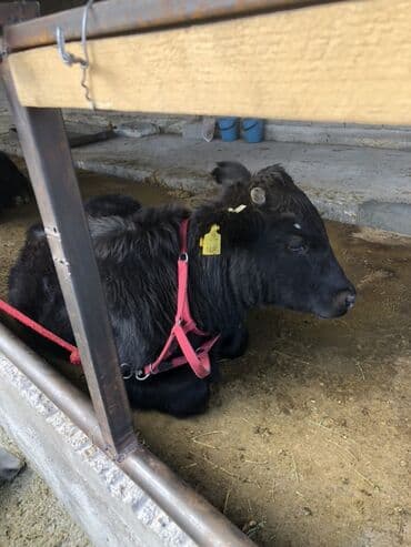 бравекто для собак бишкек: Продаю | Бык (самец) | Абердин-ангус | На откорм | Искусственник — 7