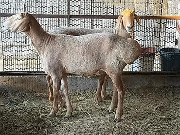 кошка без шерсти: Продаю | Овца (самка) | Арашан | Для разведения — 2