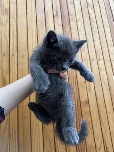 Отдам даром кошку: Кошка даром: Беспородная, 2 месяца, Мальчик — 2