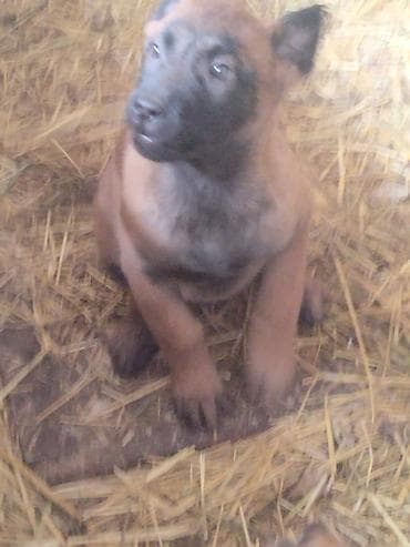 собаки шенки: Щенки породы, бельгийской овчарки малинуа Описание: - Активные — 7