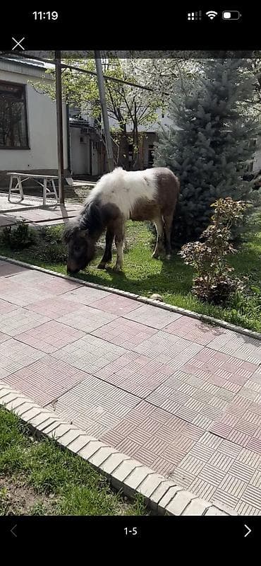 Сатам | Жылкы (эркек), Байтал | Көбөйтүү үчүн, Жумушка, Ат спорту | Асыл тукумдуу, Жасалма жол менен боозутуу