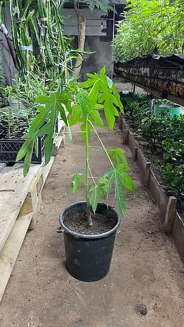 папайя: Саженцы папайи!!! 🌴🌴🌴 Дерево папайи может вырастать до 2,3 метра в — 3
