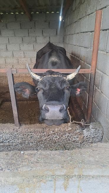 жаны уйлор: Сатам | Уй (ургаачы) | Көбөйтүү үчүн | Байланган — 2