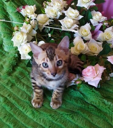 куда можно отдать собаку в бишкеке: Новые Бенгальские детки. Питомник Бен Гла Мур предлагает — 14