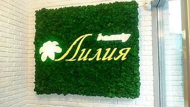 растения для офиса: Стабилизированный мох бишкек мох сфагнум бишкек стабилизированный — 2