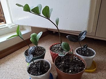 Денежное дерево: Продаю комнатные растения с горшком: замиакулькус (доларовое обыч. и — 3