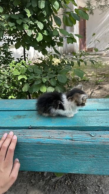 каракол кошка: Котёнок, очень красивый спокойный его помыть и все будет отличным — 5