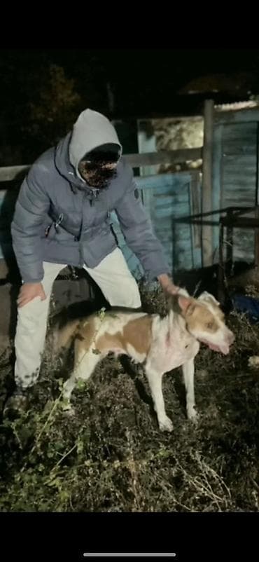 алабай девочка: Питбуль, 2 года, Самка — 2