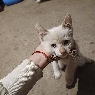 стерилизовать кошку: Кошка даром: Беспородная, 2 месяца, Мальчик — 1
