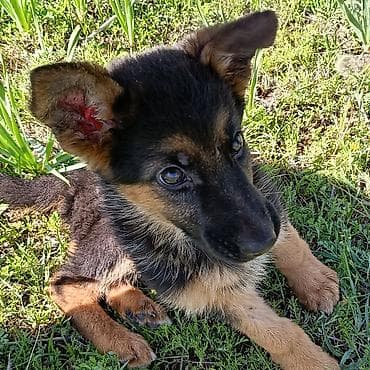 продам щенка немецкой овчарки: Щенок немецкой овчарки дата рождения 7.02 .2026год, традиционный — 10