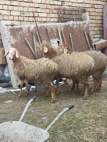 Продам с/х животных: Продаю | Ягненок | Полукровка — 5