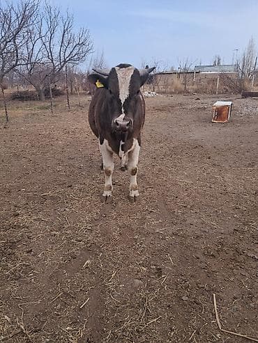 Коровы, быки: Продаю | Бык (самец) | Осеменитель — 3