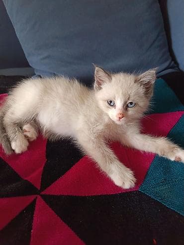 черные котята купить: Кошка даром: Беспородная, 2 месяца, Мальчик, Приучена к лотку — 3