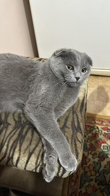 белая персидская кошка: Вязка: Скотиш Фолд (Шотландская вислоухая), Девочка, 1 год, Серый — 1
