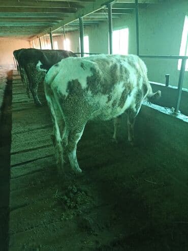 кормовой сабиз: Продаю | Корова (самка) | На откорм | Привязанные — 7