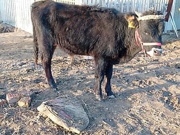 Птицы: Продаю | Бык (самец) | Полукровка | На откорм — 4