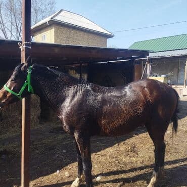 купить рабочую охотничью собаку: Сатам | Жылкы (эркек) | Жумушка — 3
