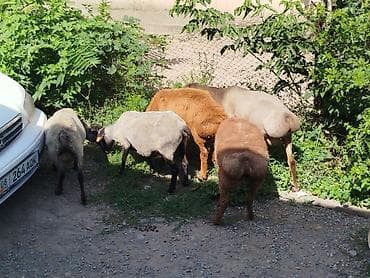 С/х животные и товары: Продаю | Овца (самка) | Для разведения — 2