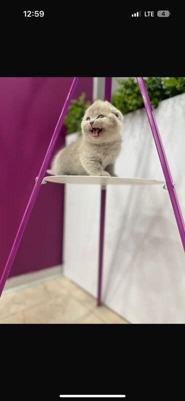 породистые кошки цена: Продаются котята шотландской породы в нашем питомнике Все фото — 4