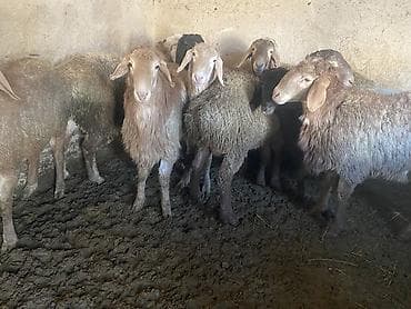 Үй жаныбарлары үчүн товарлар: Сатам | Кочкор (эркек) | Гиссар, Аргын, Эдильбай | Союуга, Көбөйтүү үчүн | Жасалма жол менен боозутуу — 7