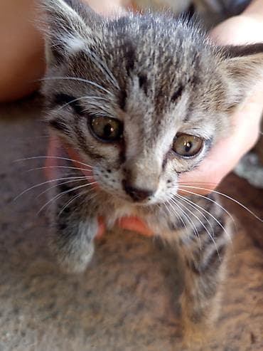 кошка тайская: Полосатый котёнок, короткошёрстный табби-окрас (серо-коричневый с — 2