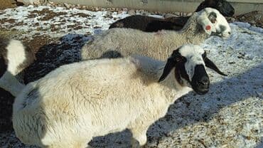 Айыл-чарба жаныбарлары: Сатам | Кочкор (эркек) | Аргын | Көбөйтүү үчүн | Бычылган — 2