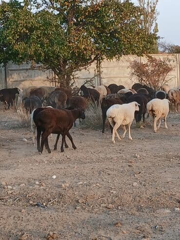 кошка домик: Продаю | Овца (самка) | Полукровка | Для разведения | Матка — 1