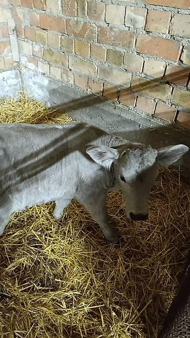 стельная карова: Продаю | Музоо, торпок | На откорм — 3