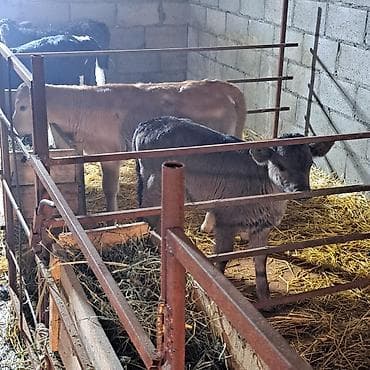 Башка жаныбарлар: Сатам | Музоо | Швиц | Көбөйтүү үчүн, Сүт алуу үчүн | Асыл тукумдуу, Жасалма уруктандырылган — 1