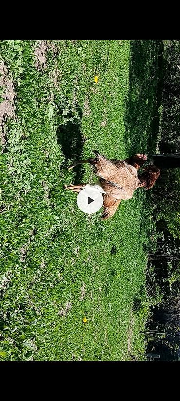 продам мясо: Яйцо бойцовский курей.даканов. линя хороший — 3