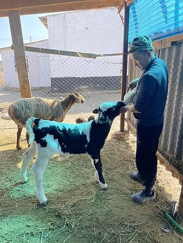 бодоно сатып алам: Продаю | Музоо, торпок | Для молока | Искусственник — 2