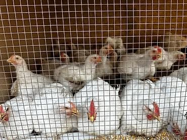 С/х животные и товары: Продаю | Куры | Бройлерная | На забой — 7
