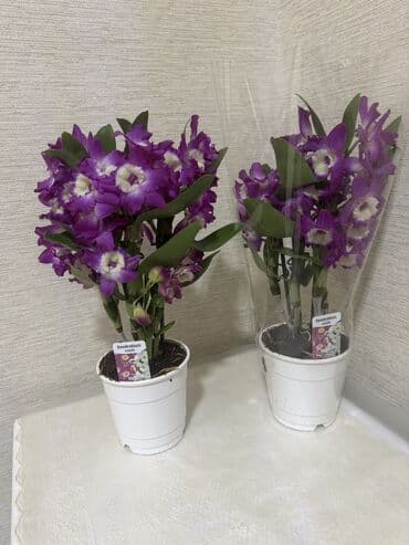 Орхидеи сортовые в наличии.Биг липы,каменная роза,ароматная орхидея