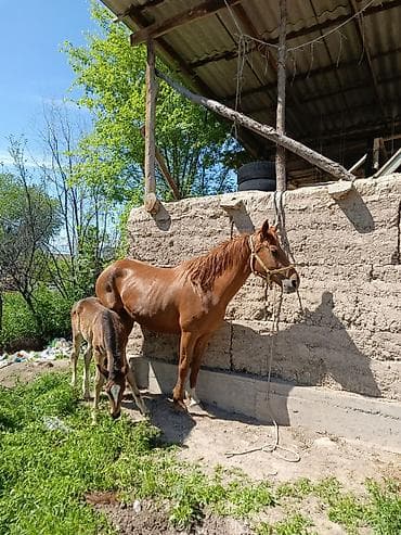 козу сатылат бишкек: Сатам | Бээ (ургаачы) | Аргын | Көбөйтүү үчүн | Асыл тукумдуу — 8