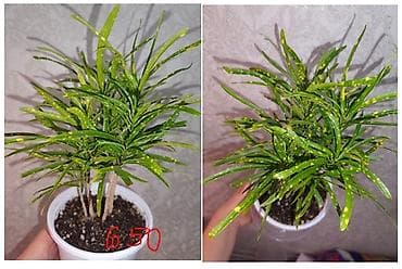 plaud note: Комнатные цветы цены на фото дислокация разная - либо рабочий — 2