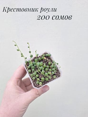 рассада огурцов кураж: • Комнатные растения (укоренённые черенки/детки/молодые — 9