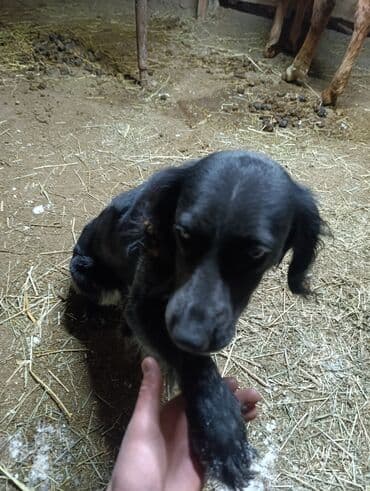 отдам даром собаку в хорошие руки: Собака даром: Кокер-спаниель, 1 год, Самка, С прививкой — 3
