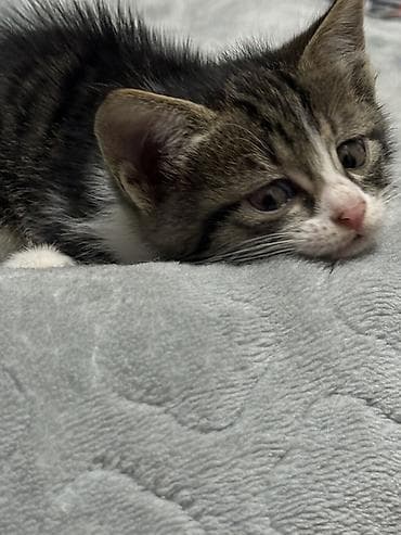 кошк: Котята домашние, короткошёрстные, окрасы: серо-белый биколор и — 2