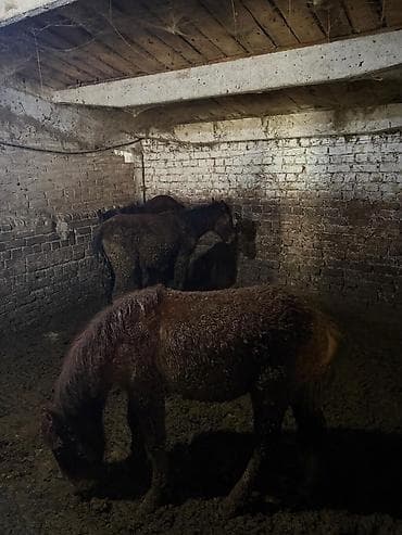 кролик баран: Продаю | Жеребенок | Для разведения — 4