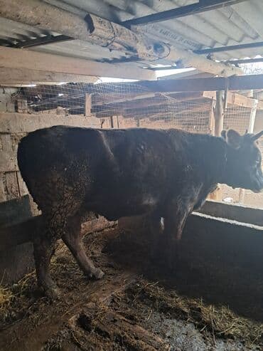 обмен на корову: Продаю | Бык (самец) | На откорм | Привязанные — 2