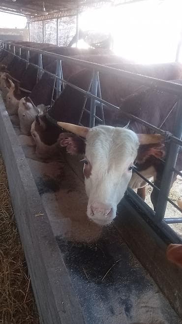 монбельярдская порода купить: Продаю | Бык (самец) | Симментальская | На откорм | Племенные — 2